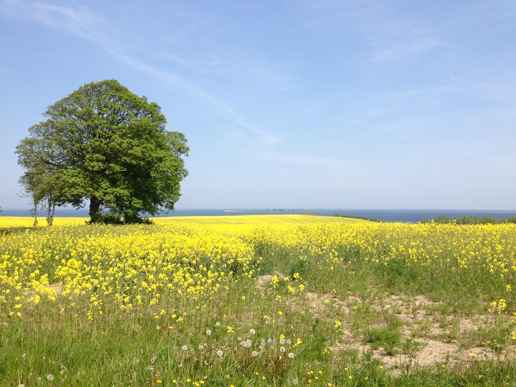Andelen Guesthouse Ærøskøbing エクステリア 写真