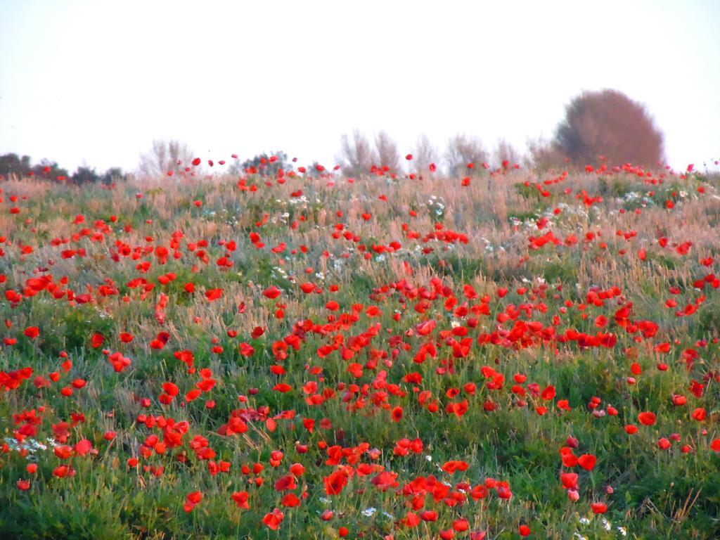 Andelen Guesthouse Ærøskøbing エクステリア 写真